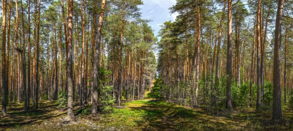 Припышминские бобры.png Припышминские бобры.png