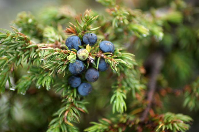 Финские дома в сосновом лесу «Елка Хаус»